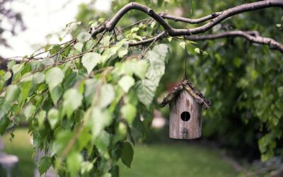 Fuglehus i haven- hvordan og hvorledes